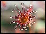 Carnivorous Plants