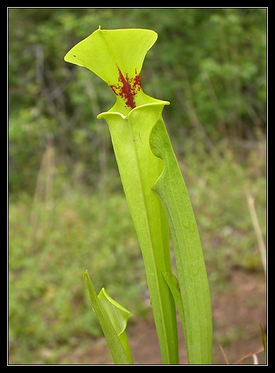 Pitcher Plant