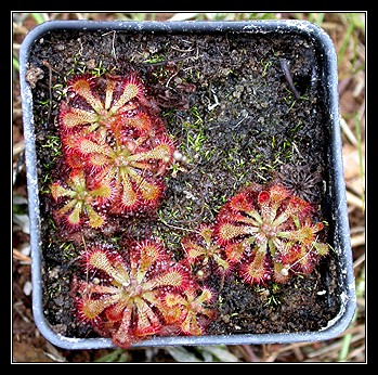 Sundew