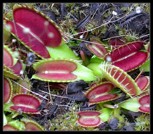 Venus Flytrap