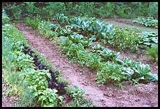 Organic Farm