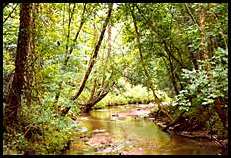 Nature Trails