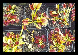 Carnivorous Plants