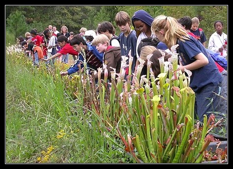 carnivorous plants
